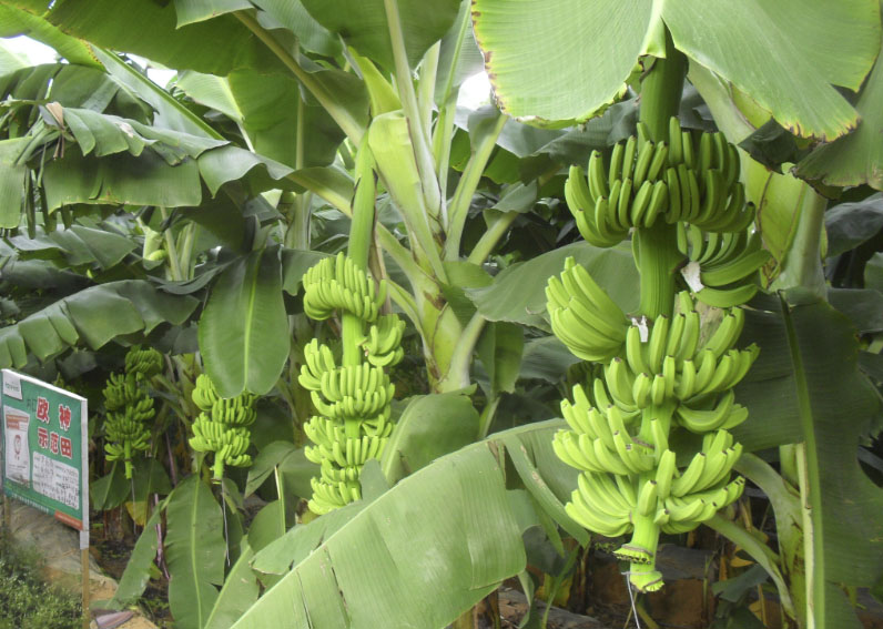 云南香蕉 (2).jpg